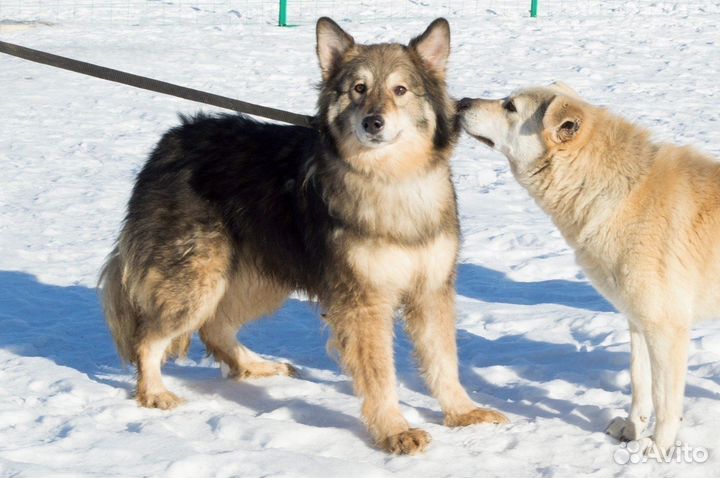 Дворняжка Костик ищет дом