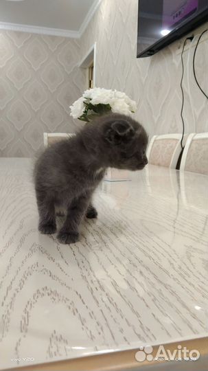 Вислоухие котята