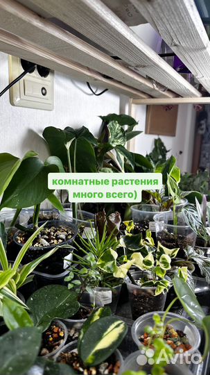 Комнатные растения