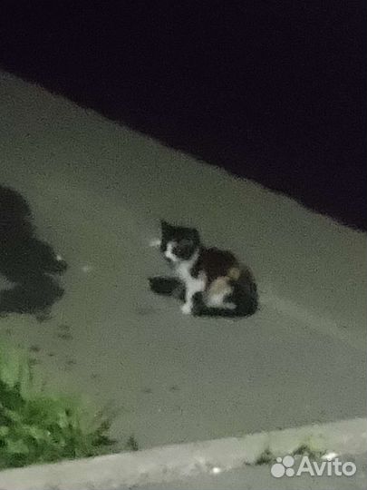 Котенок девочка, спасите люди