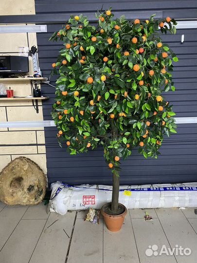 Дендробиум