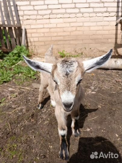 Альпийские козлята