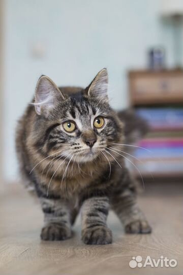 Курильский бобтейл котята