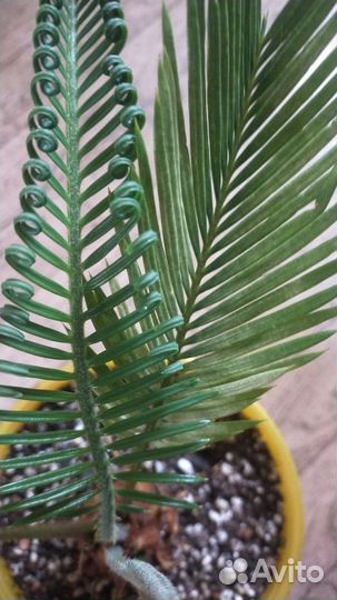 Цикас Революта