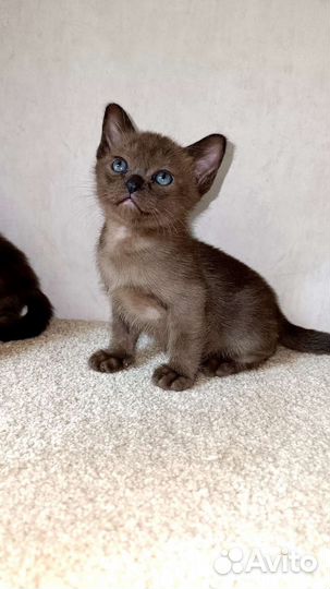 Бурманские котята
