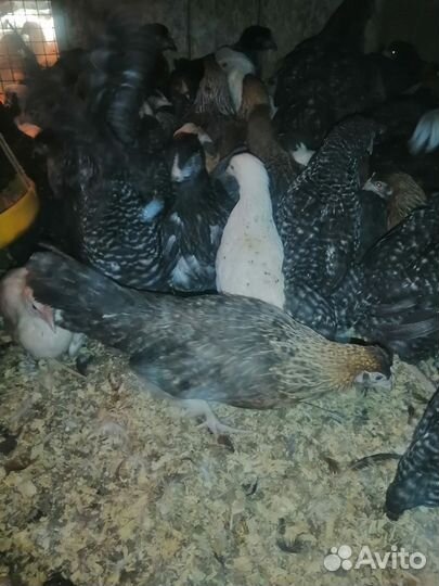 Куры несушки молодка Доминант-4мес
