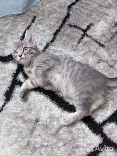 Котята