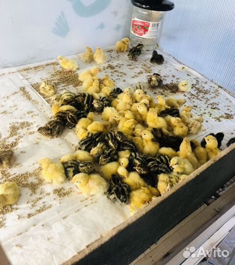 Цыплята перепела