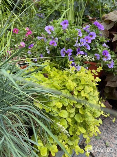 Лизимахия золотая (вербейник монетчатый)