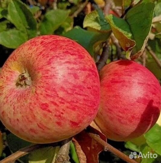 Саженцы яблони Штрейфлинг