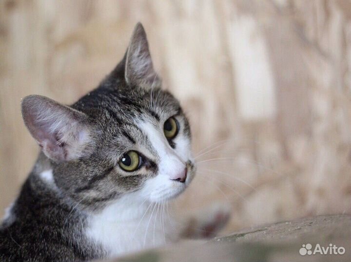 Молодая кошечка в добрые руки