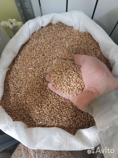 Зерно - пшеница, ячмень, кукуруза, овес, горох