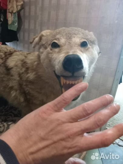 Чучело волка