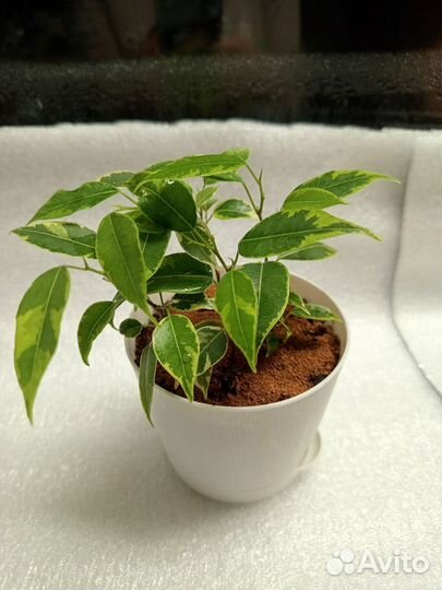 Фикус бенджамина пестролистный