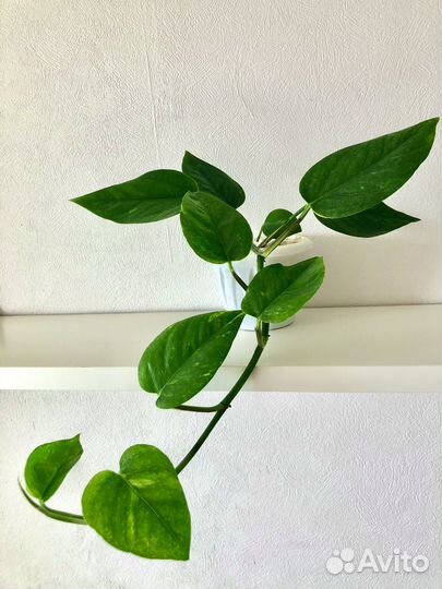 Продам сциндапсус голландский пестролистный