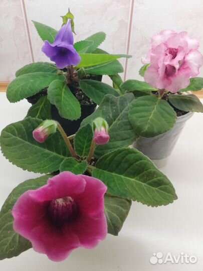 Глоксиния цветущая Кроссандра