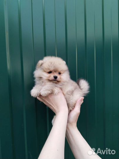 Щенки шпица РКФ