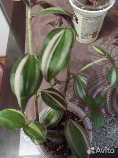 Традесканция