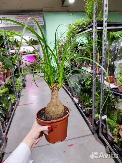 Бокарнея Нолина