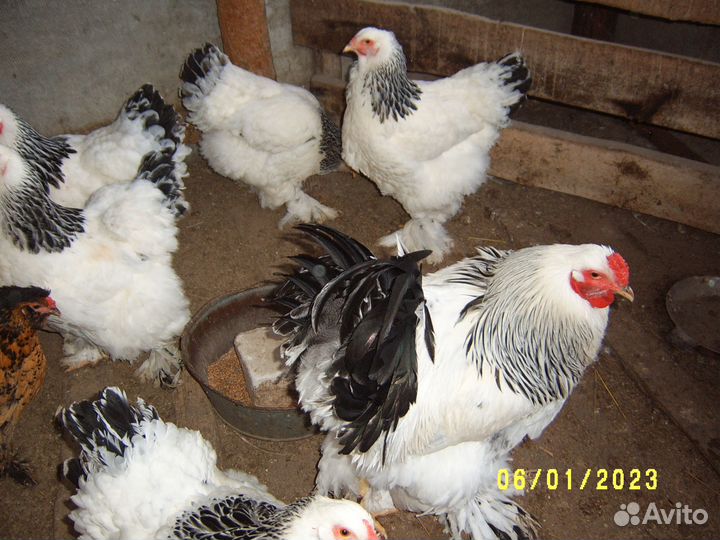 Брама Колумбийская