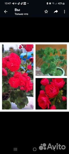 Герань пеларгония