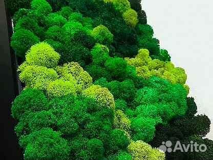 Мох стабилизированный, кочка и пласт, розница опт