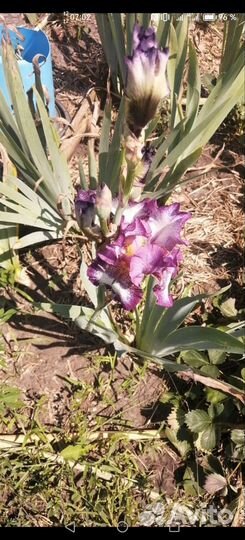 Ирисы бородатые сортовые