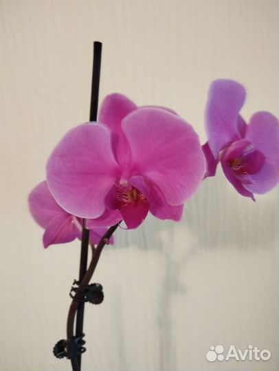 Орхидея фаленопсис