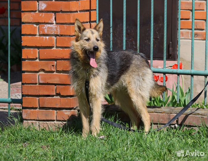 Собаки нуждаются в доме