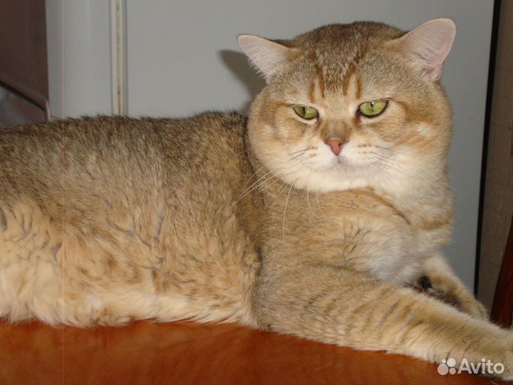 Золотой красавчик Тайсон.Вязка