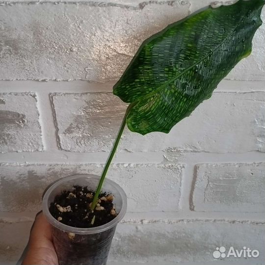 Марантовые