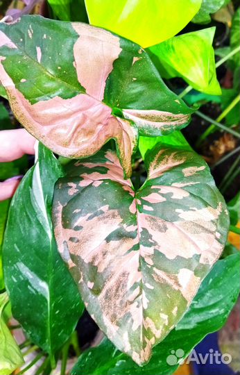 Сортовые сингониумы. Укорененные черенки