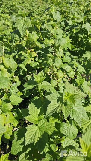 Саженцы черной смородины