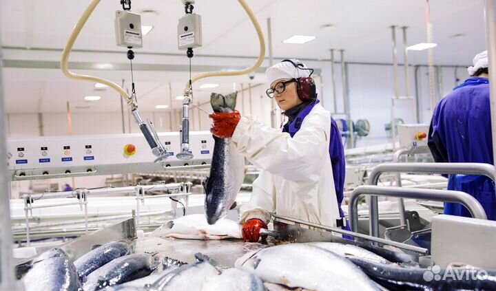 Рыбное производство