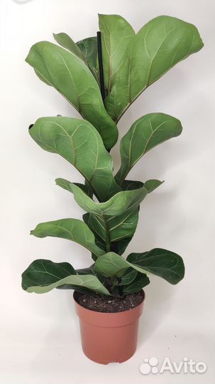 Фикус лирата бамбино