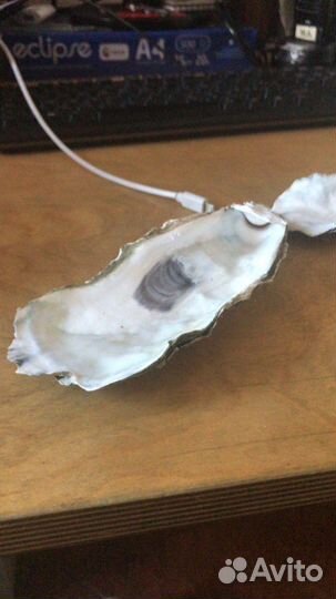 Ракушка Устрицы