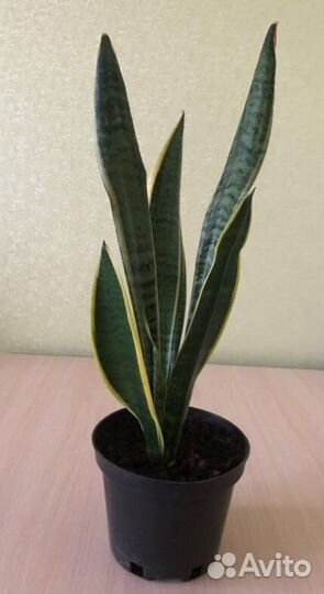 Сансевиерия Лауренти
