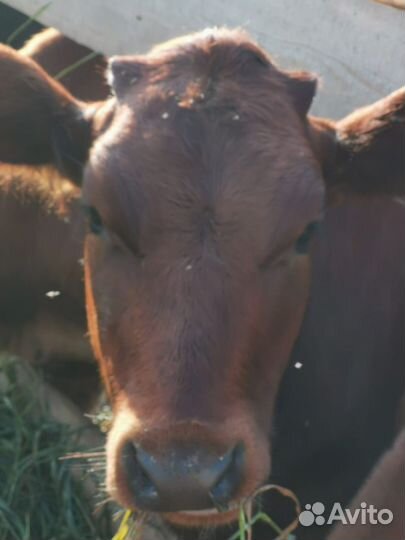 Бычки и телята