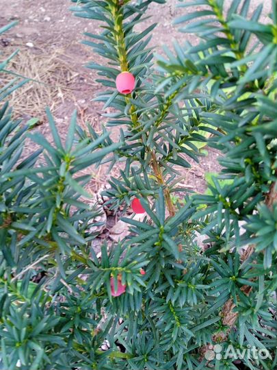 Тис ягодный