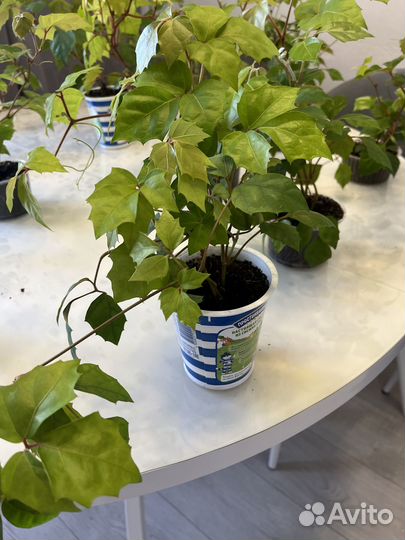 Циссус березка