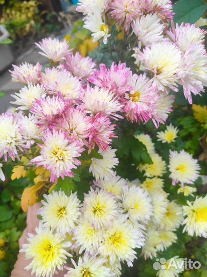 Хризантема