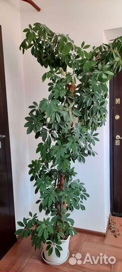 Комнатные цветы шефлера