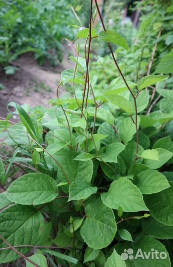 Лимонник китайский - саженец