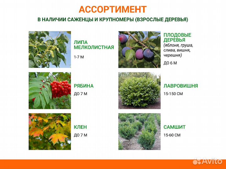Саженцы деревьев плодовые