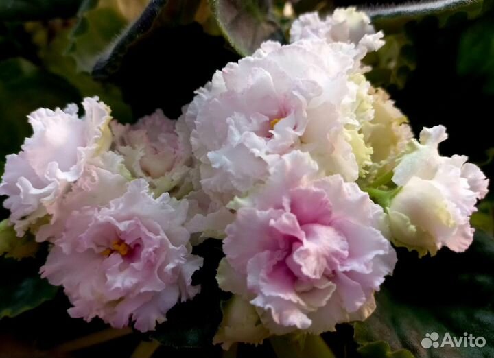 Сортовые фиалки