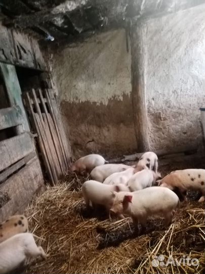 Продаётся хряк на племя или обмен на мясо свинины