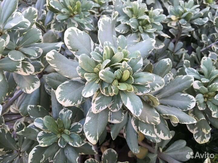 Питтоспорум Тобира Вариегатный