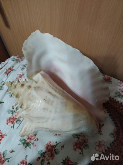 Морская звезда и ракушка