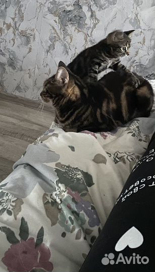 Мини рысята