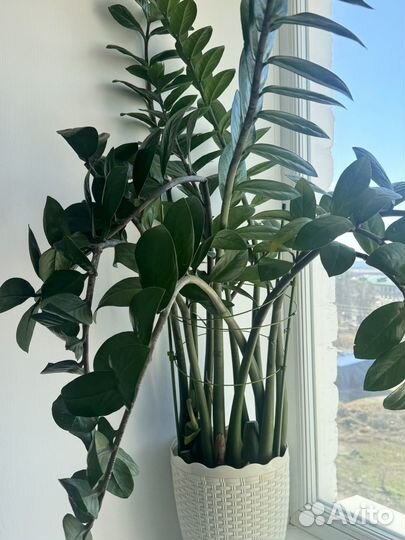 Замиокулькас